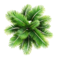 Top view of isolated palm leaves against a clean transparent background showcasing vibrant green foliage details, top view palm leaves tree isolated on transparent backgroundfile png