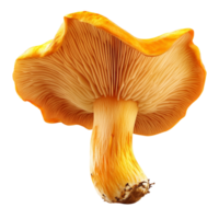 Chanterelle mushroom isolated on a pristine transparent background highlighting its vibrant colors and unique gills, symbolizing nature's beauty, Chanterelle Mushroom Isolated on transparent background png