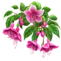 Vibrant fuchsia flowers blooming against a pristine transparent background showcasing nature's beauty and elegance, Fuchsia flowers bush on transparent background png