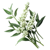 Fresh transparent mugwort sprigs with delicate flowers arranged on a clean transparent surface, transparent mugwort on transparent background png