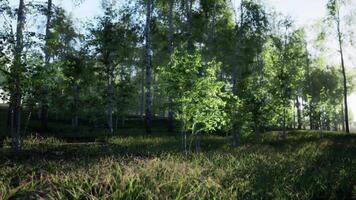 Cluster of Birch Trees Standing in Grass video