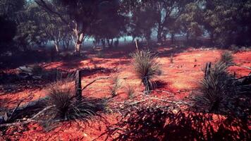 Trees in Background of Dirt Field video