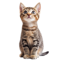 A playful tabby kitten with bright blue eyes sitting on a plain transparent background, full of curiosity and energy in a cozy indoor setting, cat on transparent background png