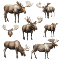 Majestic moose in various poses showcasing their graceful presence in the wild during daylight hours, Set Majestic Moose, Wild Animals in Various Poses, Isolated on transparent background png