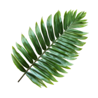 A vibrant green cycad leaf displaying intricate textures on a bright transparent background, Green leaf of cycads tree on transparent backgroundfile png