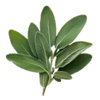 Fresh sage herb leaves arranged neatly on a transparent background for culinary and medicinal uses, Sage herb leaves isolated on transparent background png