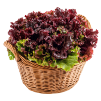 Freshly harvested red lettuce in a wicker basket on a bright transparent background, Fresh red lettuce in the basket isolated on transparent background png