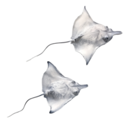 Two graceful stingrays gliding gracefully against a clean transparent background in an aquatic display, Stingrays with transparent background png