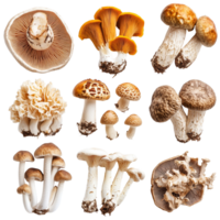 Variety of mushrooms including porcini and shiitake displayed on a clean transparent background for culinary inspiration, Various Mushrooms on transparent background Porcini, Shiitake, Fly Agaric, Morel png