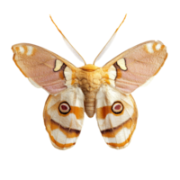 A detailed view of a moth showcasing its vibrant patterns against a clean transparent background, moth, top view, isolated transparent background png