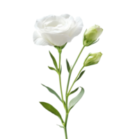 Beautiful lisianthus flower with buds isolated on a transparent background, highlighting delicate petals and green leaves, lisianthus flower isolated on transparent background png