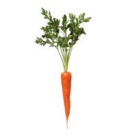 Fresh orange carrot with green tops on a clean transparent background for culinary and health purposes, slice carrot on transparent background png