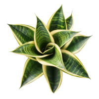 Beautiful snake plant sansevieria viewed from above against a clean transparent background showcasing its unique leaf patterns, snake plant sansevieria top view isolated on transparent background png