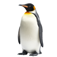 A solitary penguin standing on a transparent background against a clear transparent backdrop, a penguin isolated on transparent background png