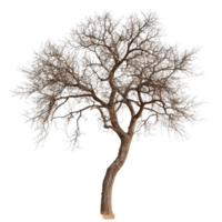Rustic tree with intricate branches standing stark against a transparent background, highlighting its unique shape and texture, Rustic tree isolated on transparent background png