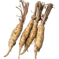 Fresh Kaempferia or fingerroot displayed on a transparent background, highlighting its unique shape and texture, fresh Kaempferia orfingerroot on transparent background png