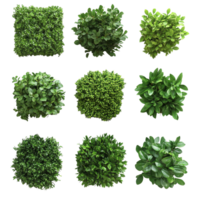 Lush green bushes in diverse shapes arranged on a clean transparent background for a fresh and vibrant aesthetic, Lush Green Bushes of Different Shapes on transparent background png