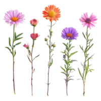 A beautiful assortment of aster flowers in vibrant colors displayed on a transparent background for creative design use and artistic projects, Aster flower single stem isolated on transparent backgroud png