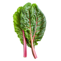 Fresh Swiss chard leaves isolated on a transparent background for culinary and nutritional purposes, Swiss chard leaves vegetable isolated on transparent background png