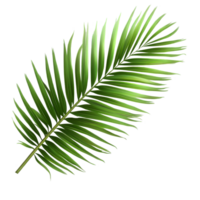 Tropical green palm leaf perfect for summer decor, relaxation, and nature-inspired themes, tropical coconut palm leaves tree for summer background on transparent background file png
