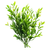 Isolated Potamogeton green algae bush showcasing vibrant shades of green for aquascaping or decoration, Potamogeton green algae bush, file of isolated object with shadow on transparent background png