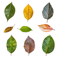 A variety of leaves isolated on a transparent background showcasing unique shapes, colors, and textures from nature, leaves isolated on transparent background png