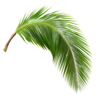 Lush coconut palm leaf isolated on a transparent background showcasing its vibrant green colors and intricate structure, coconut palm leaf tree isolated on transparent backgroundfile png