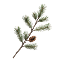 Pine branch with vibrant green needles and a striking brown cone isolated on a transparent background, pine branch with needles and conesfile of isolated object on transparent background png