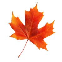 Maple leaf displaying vibrant autumn colors on a transparent background showcasing seasonal beauty, maple leaf in autumn fall colour top view transparent background png