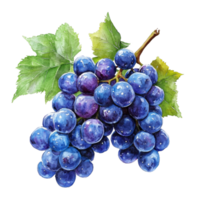 Fresh cluster of blue grapes resting on a pristine transparent background against transparent accents, Blue Grapes on transparent background png