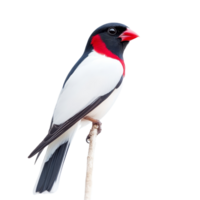 A striking bird perched on a branch against a bright transparent background, showcasing vibrant colors, bird on transparent background png