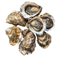Freshly opened oysters displayed on a transparent background, showcasing their natural beauty and delicious appeal, Fresh Oysters on transparent background png