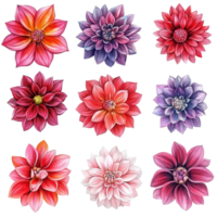 A vibrant collection of watercolor dahlia flowers showcasing various colors and forms in a delightful array, row of colorful tulip flowers, file of isolated object on transparent background png