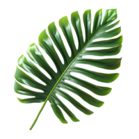 Explore the beauty of tropical nature with a vibrant green palm leaf against a crisp transparent background, tropical nature green palm leaf on transparent backgroundfile png