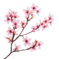 Fresh cherry blossom sakura branch isolated on a transparent background showcasing delicate pink petals and budding leaves, of fresh cherry blossom sakura isolated on transparent background png