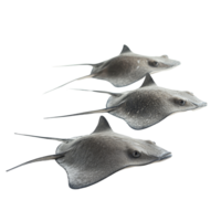 Three stingrays displayed on a clean transparent background showcasing their unique shapes and features, Stingrays with transparent background png