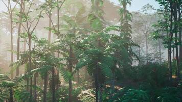 Dense Green Forest With Abundant Trees video