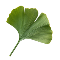 Ginkgo biloba leaf showcasing intricate veining on a bright transparent background for botanical study, Ginkgo biloba plant leaf on a transparent background png