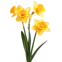 Vibrant daffodil flowers in a delicate arrangement against a transparent background for a fresh spring touch, daffodil flowers isolated on transparent background png