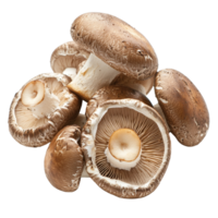 Fresh shiitake mushrooms displayed on a clean transparent background showcasing their rich texture and color, fresh shiitake mushrooms on transparent background png