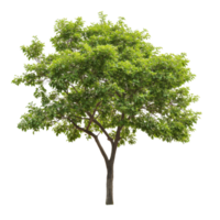 A vibrant green tree stands alone on a transparent background, showcasing its lush foliage and strong trunk, green tree on transparent background, png