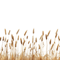 A side view of a dry autumn field filled with mature spikelets swaying gently in the wind, side view of a field of dry mature autumn spikelets of wheat object on transparent background png