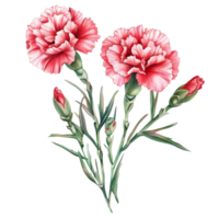 Beautiful carnation flowers in soft pink hues isolated on a transparent background showcasing their intricate details, Carnation flowers isolated on transparent background png