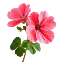 Vibrant geranium blooms showcasing vivid pink petals against a clean transparent background, vibrant geranium in style, isolated on a transparent background for design layouts png