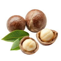 Fresh macadamia nuts with leaves on a transparent background, showcasing their natural color and texture, macadamia nuts with leaf isolated on transparent background png