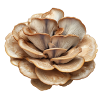Lingzhi mushroom displayed on a transparent background, showcasing its unique structure and natural beauty, lingzhi mushroom on transparent background png