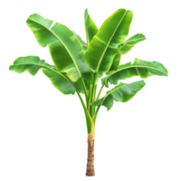 A vibrant banana tree with lush green leaves against a simple transparent background, Banana Tree on transparent background, real banana tree green leaf isolate die cut file png