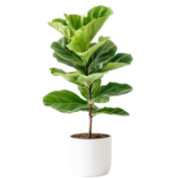 Fiddle leaf fig plant thriving in a minimalist transparent pot with bright green leaves, Nature fiddle leaf fig plants isolated on transparent background. Fiddle leaf fig houseplants transparent background png