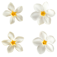 Top view of single star jasmine flowers displaying delicate transparent petals and bright yellow centers in a minimalist layout, Single star jasmine flower top view isolated on transparent background png