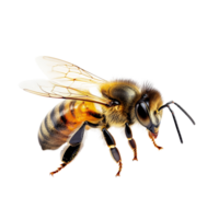 Honey bee walking on a transparent background, showcasing intricate details of its anatomy and behavior, honey bee walking isolated on transparent backgroundcutout png